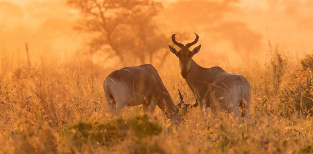 Antelope in evening light