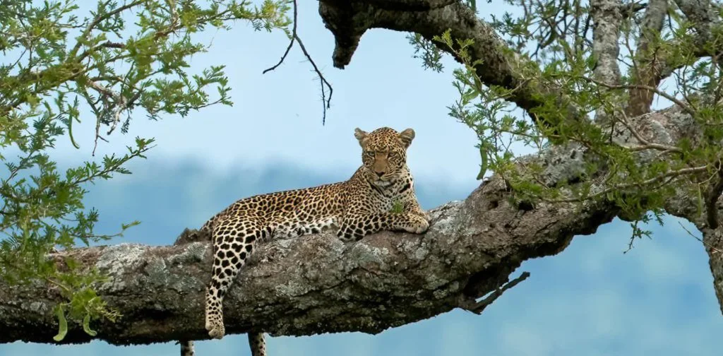 A leopard in an acacia tree