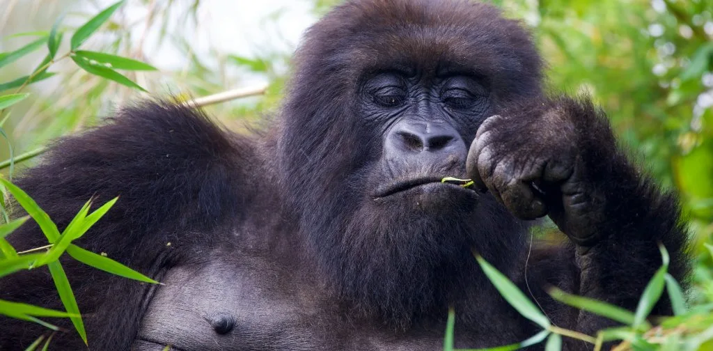 A mountain gorilla among bamboo leaves