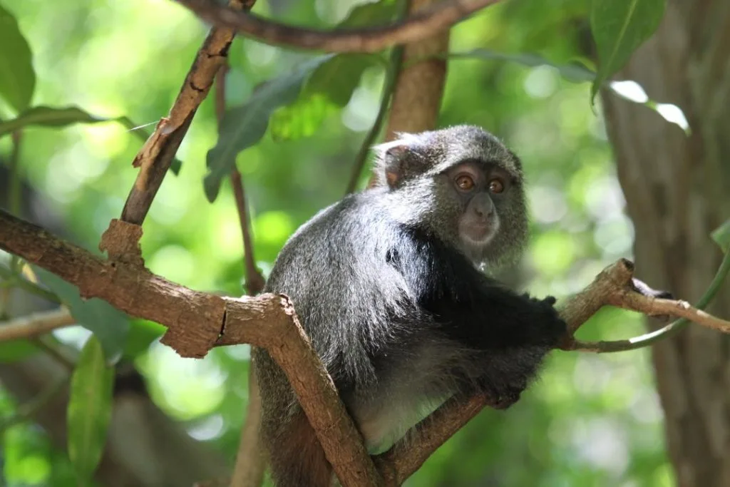 A chimpanzee in the forest canopy