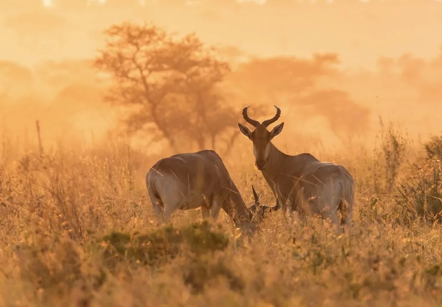 Antelope in the golden evening light