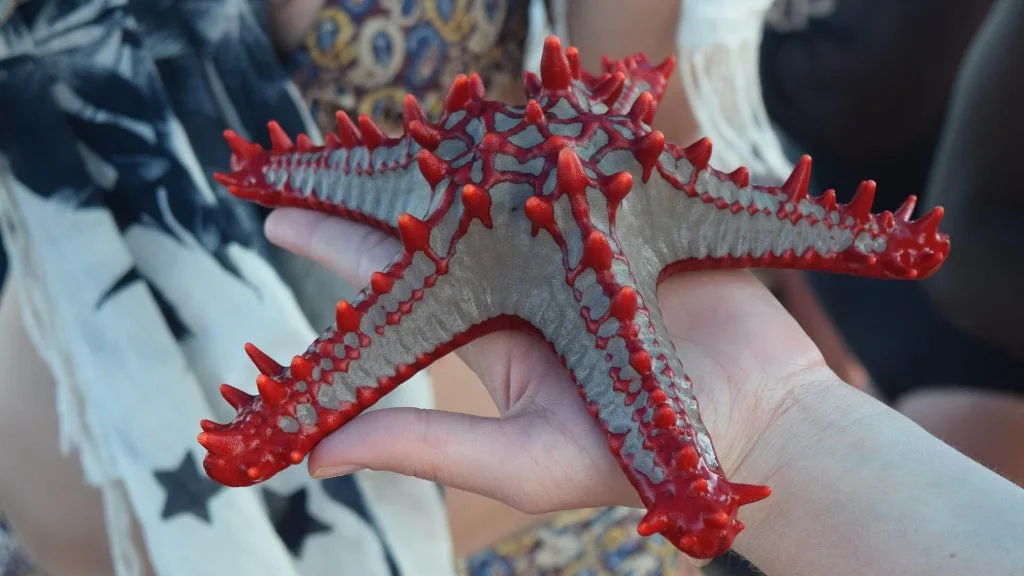 A bright starfish in clear water