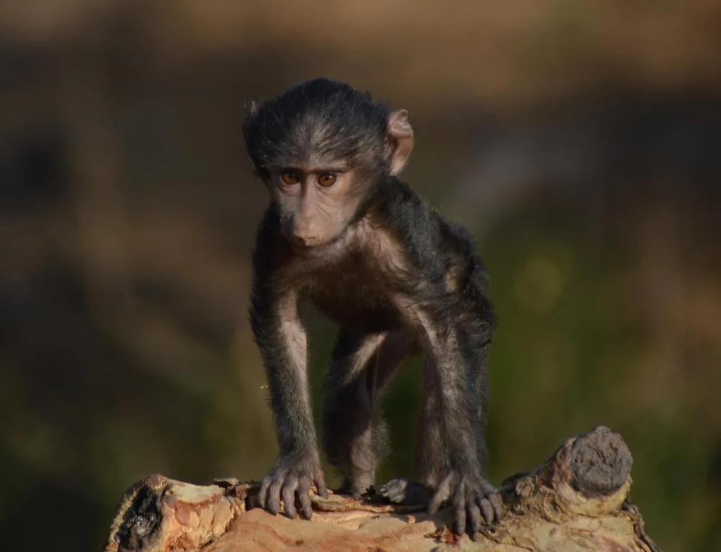 A young chimpanzee walking on the ground