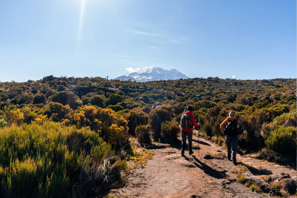A path through high-altitude mountain vegetation