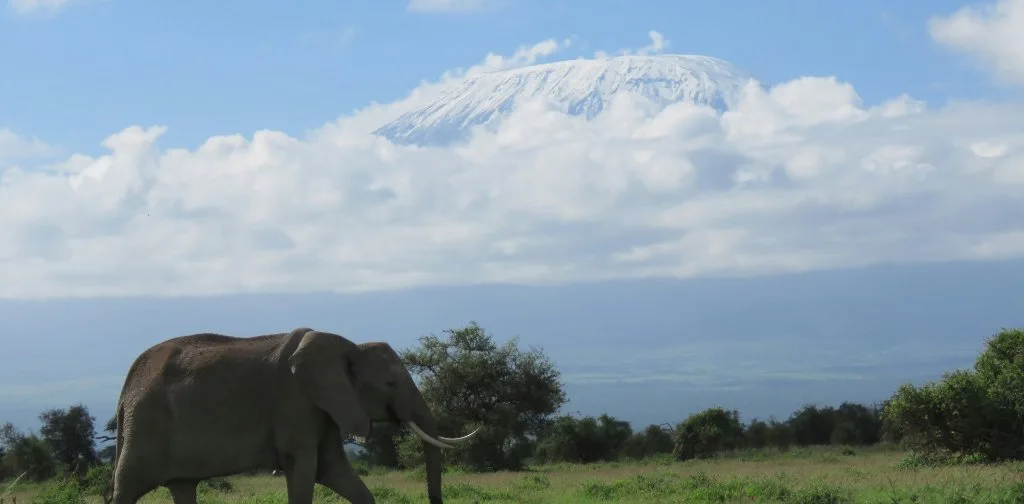 Elephants beneath a mountain