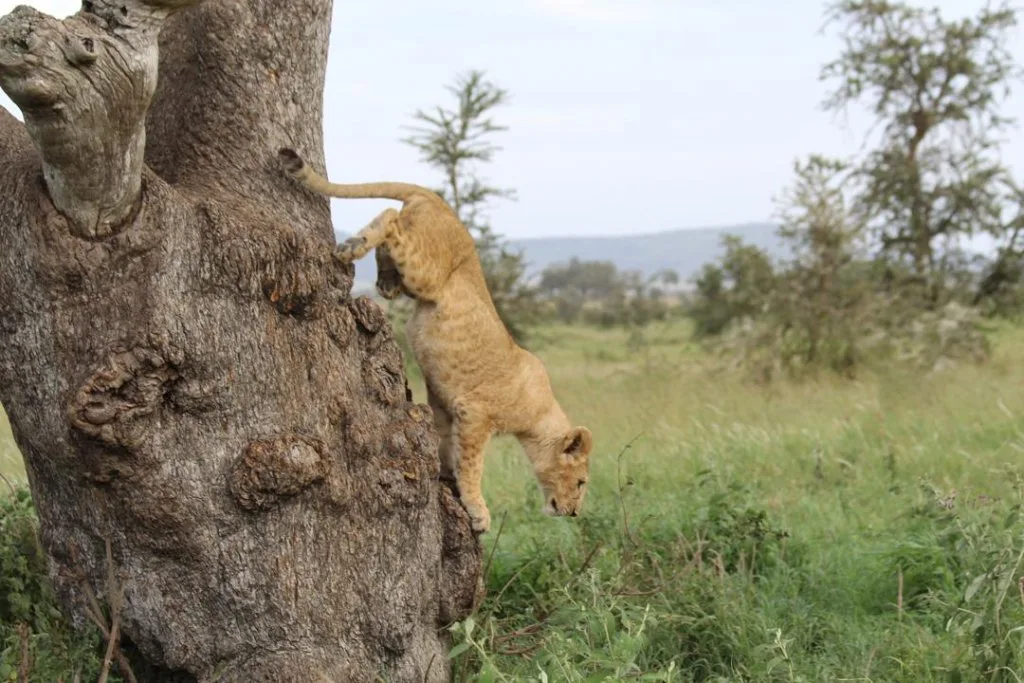 Lions beside an acacia tree