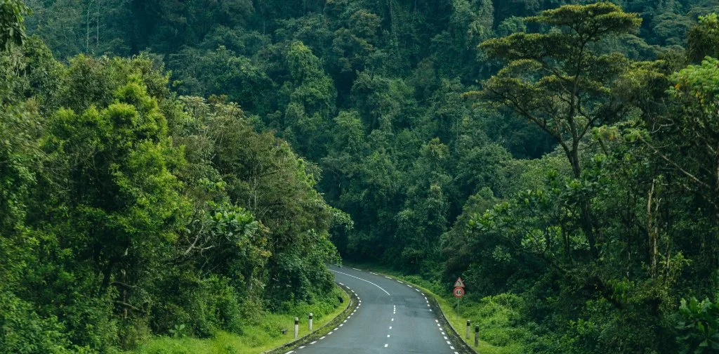 A road through dense rainforest
