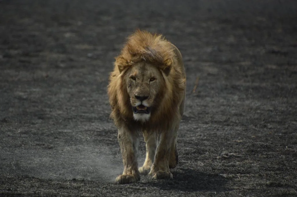 A male lion walking in low light