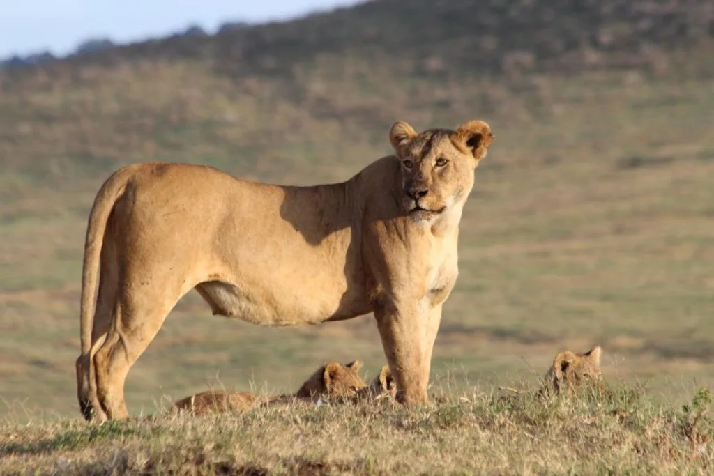 A lioness standing on open ground