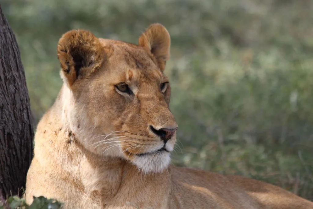 A lioness looking across the plains