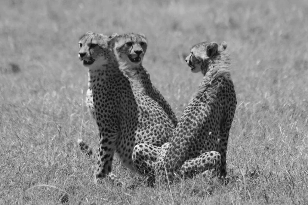 Two cheetahs watching the plains