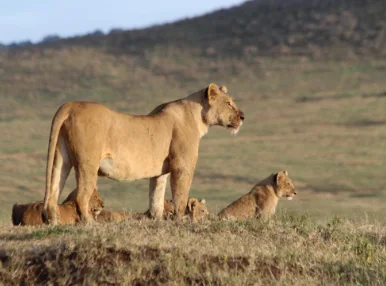 A lioness and cubs in open grassland