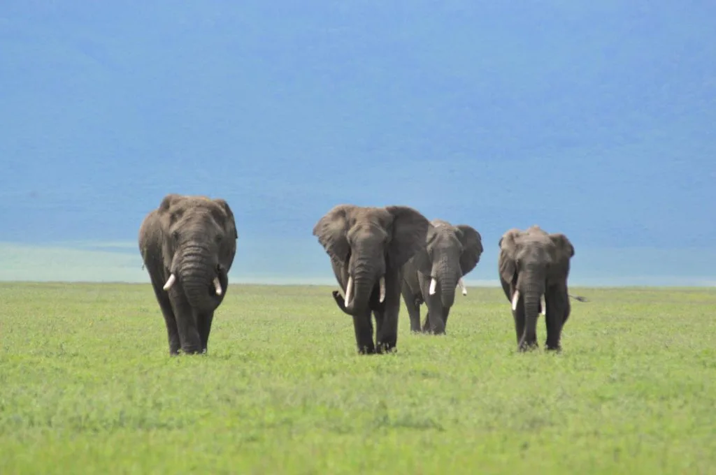 Elephants crossing an open plain