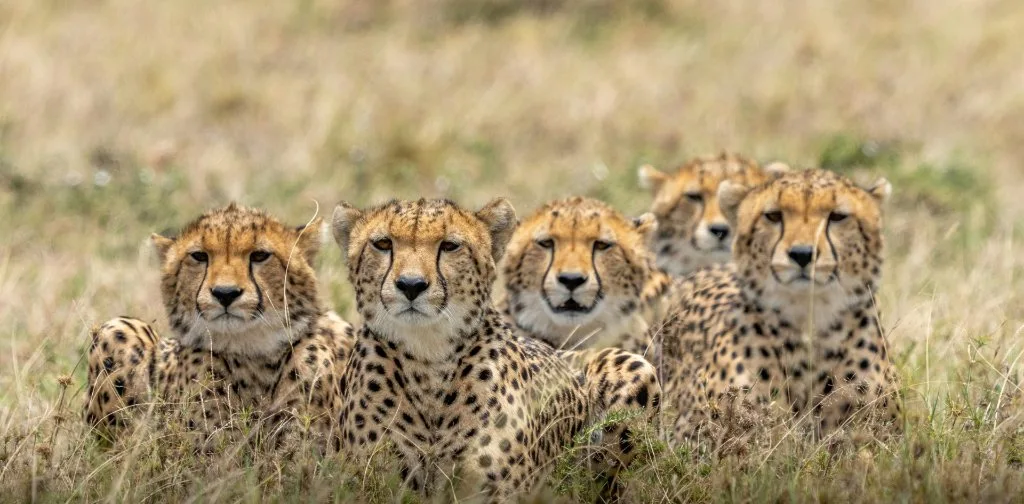 Three cheetahs in open grassland