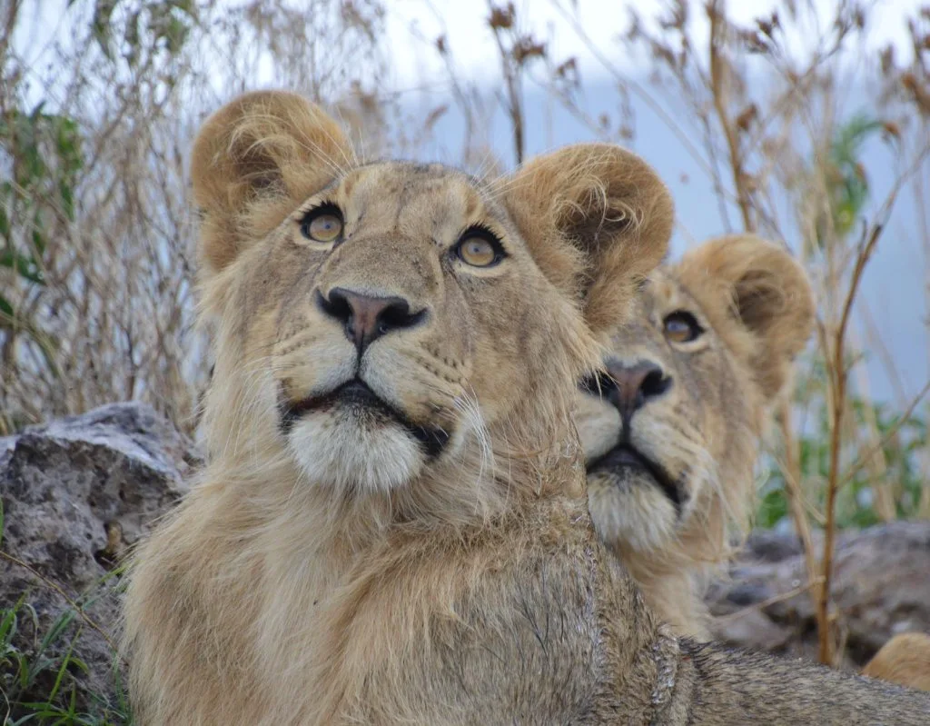 A lioness and two cubs