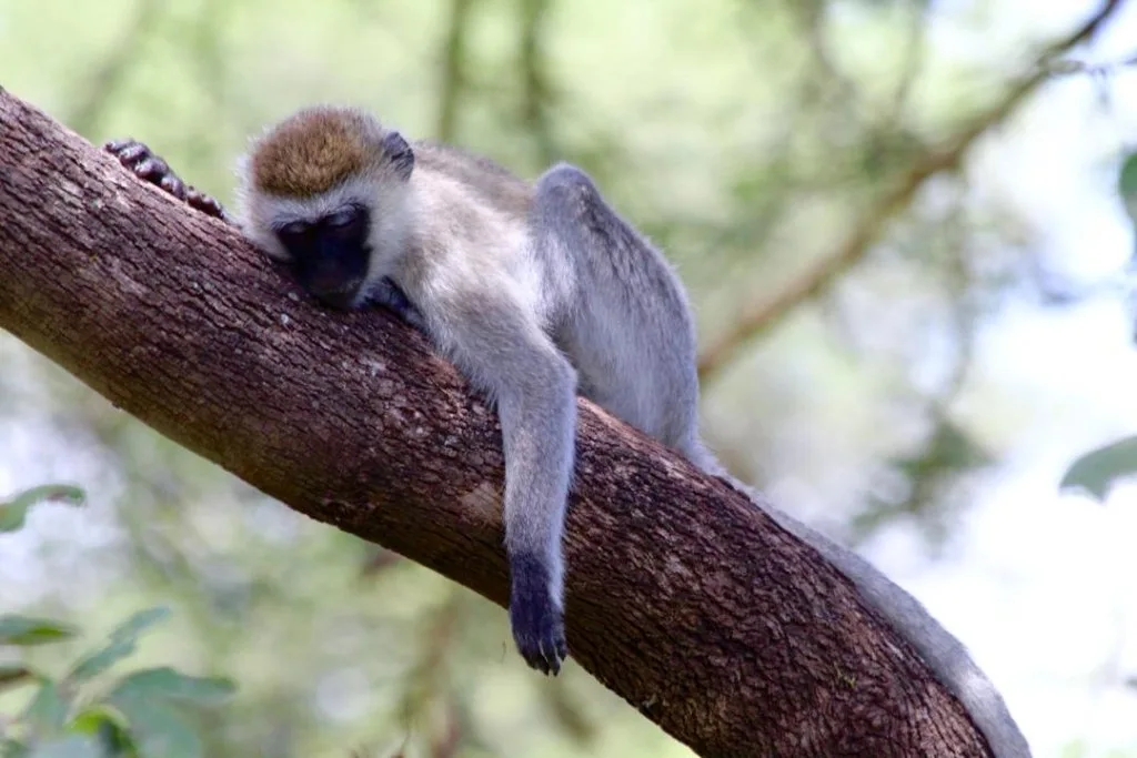 A small monkey resting on a branch