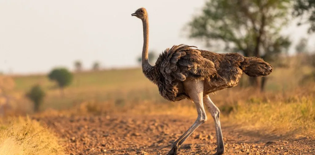 An ostrich standing in dry grass