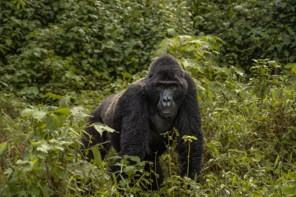 A mountain gorilla among forest plants