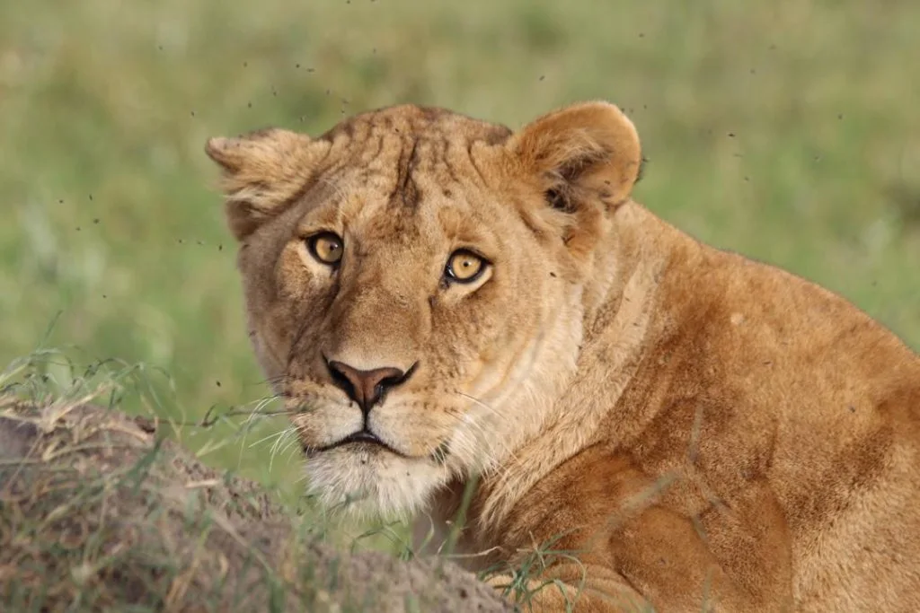 A lioness with a young cub