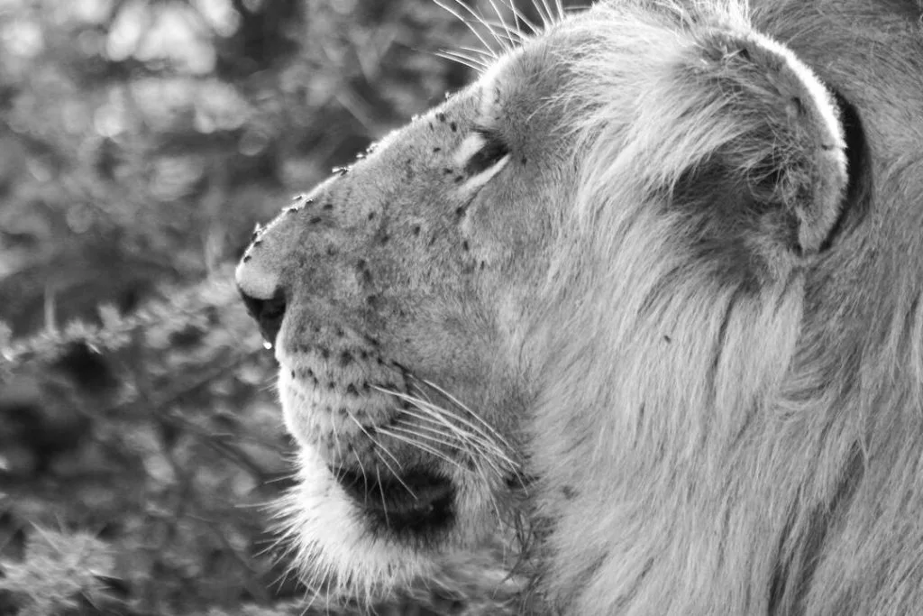 A male lion in profile