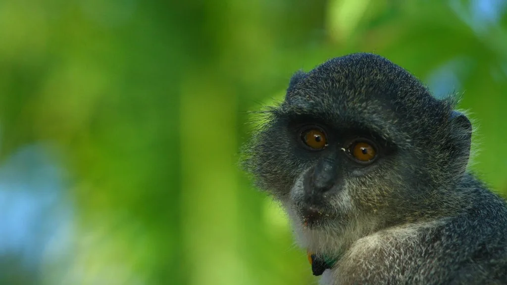 A small primate in green foliage