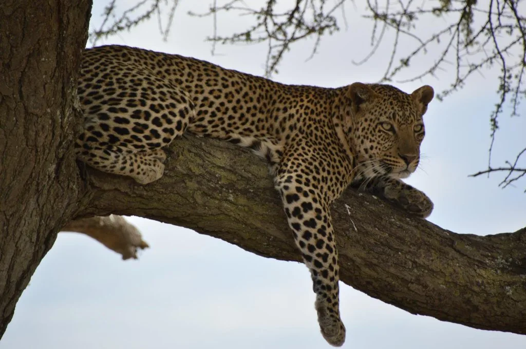A leopard draped across a tree branch