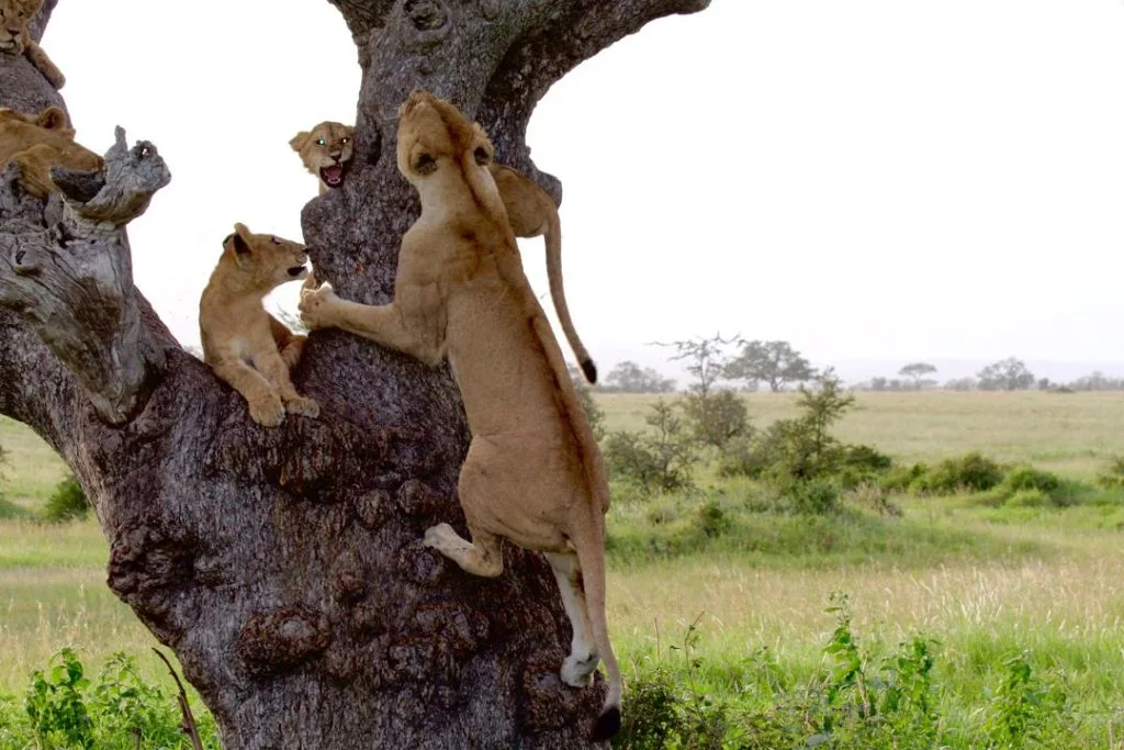 Lions climbing an acacia tree
