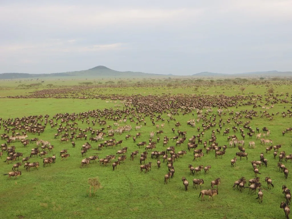 A vast herd spread across green plains