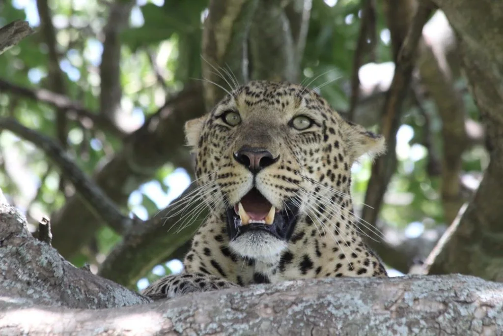 A leopard resting in a leafy tree
