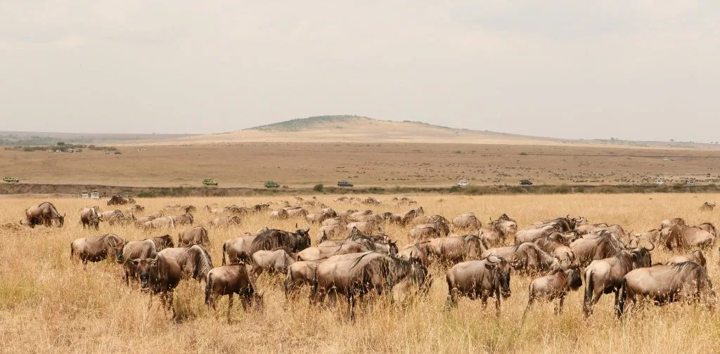 A large wildebeest herd on open plains