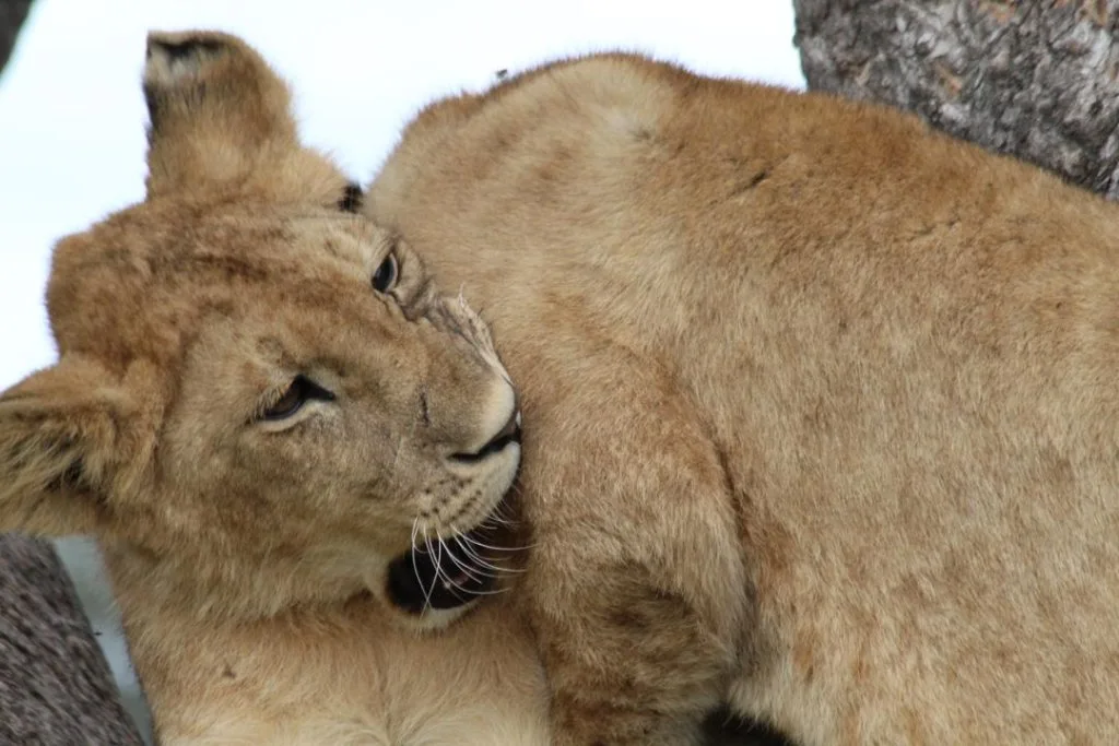 A lioness and cub close together