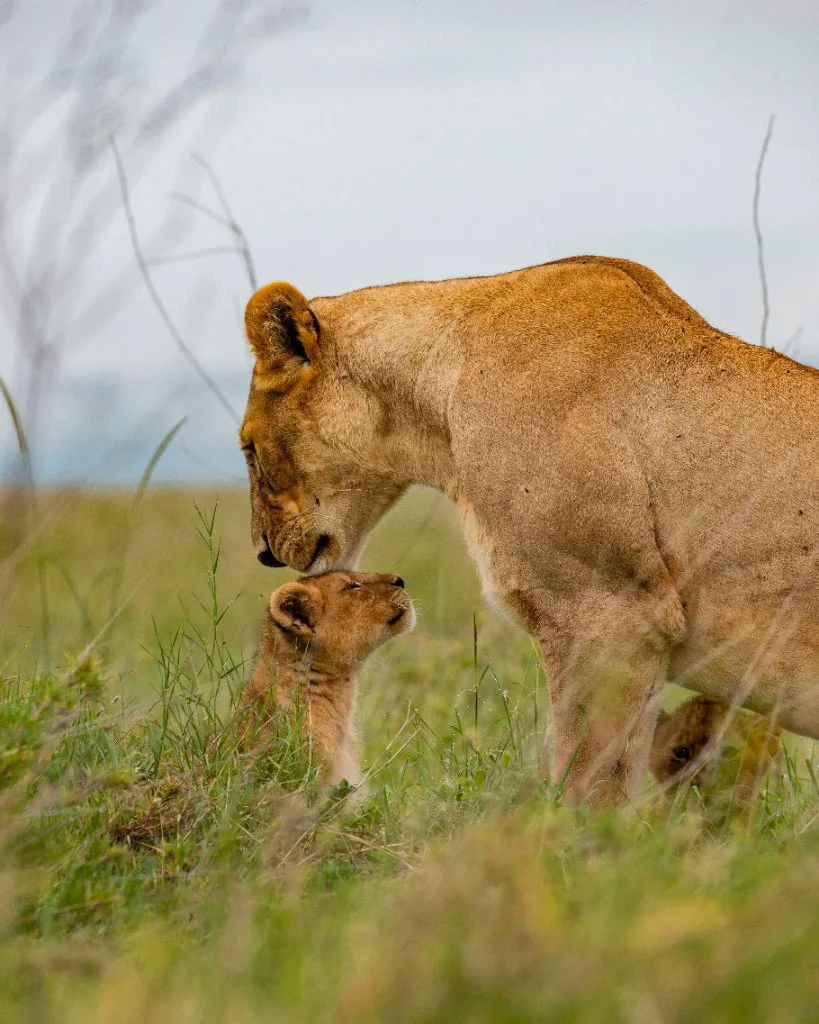 A lioness walking through tall grass