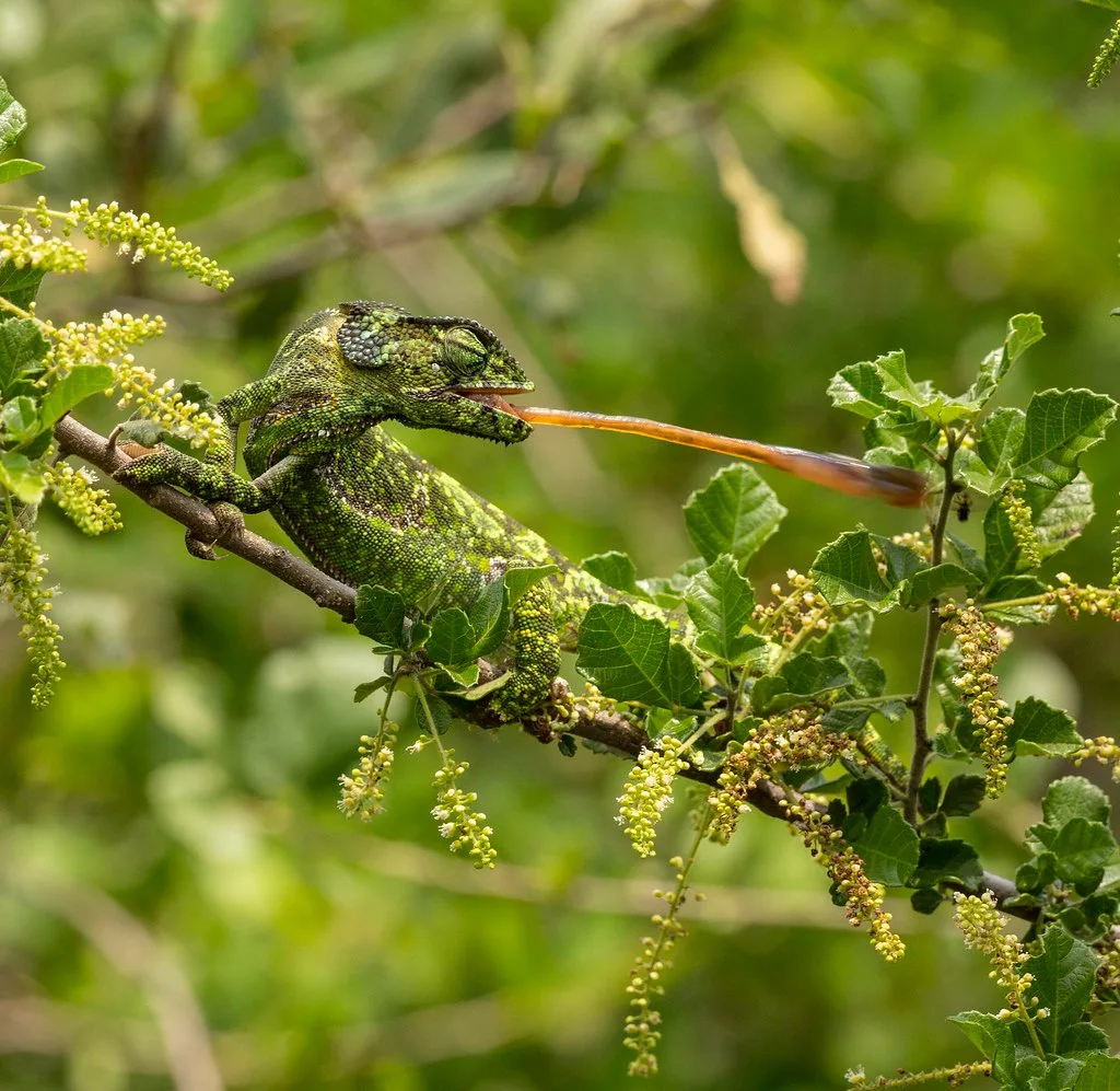 A forest bird perched among green branches