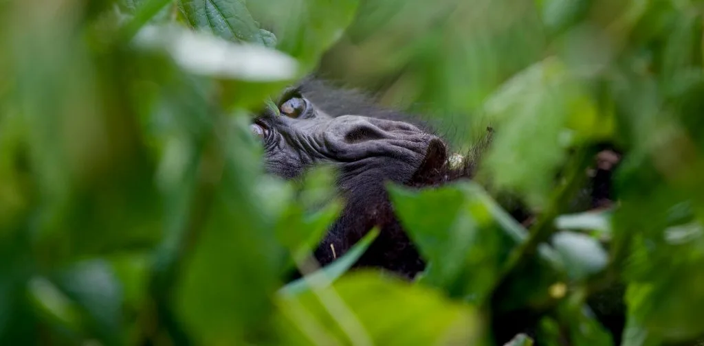 A bird among rainforest plants