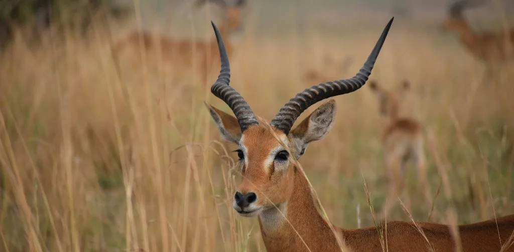 An antelope in dry grass