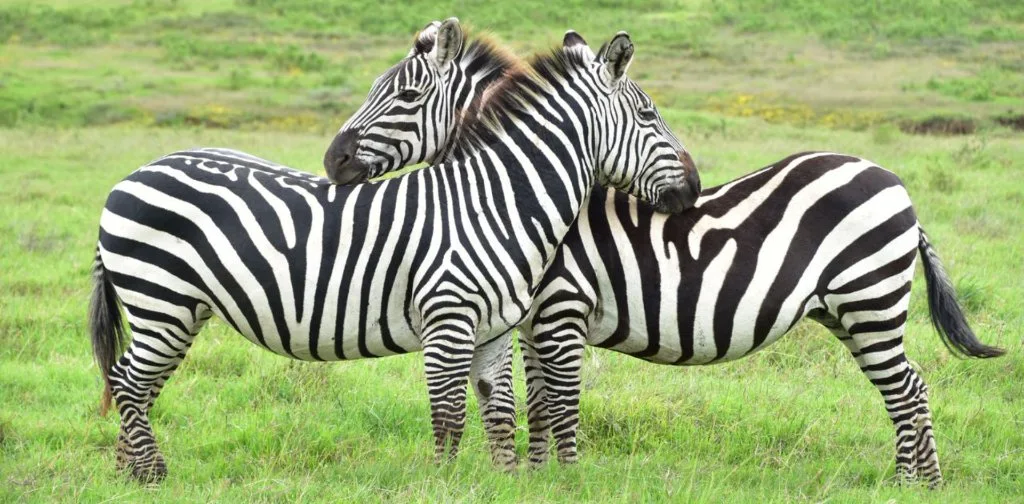 Zebras standing together