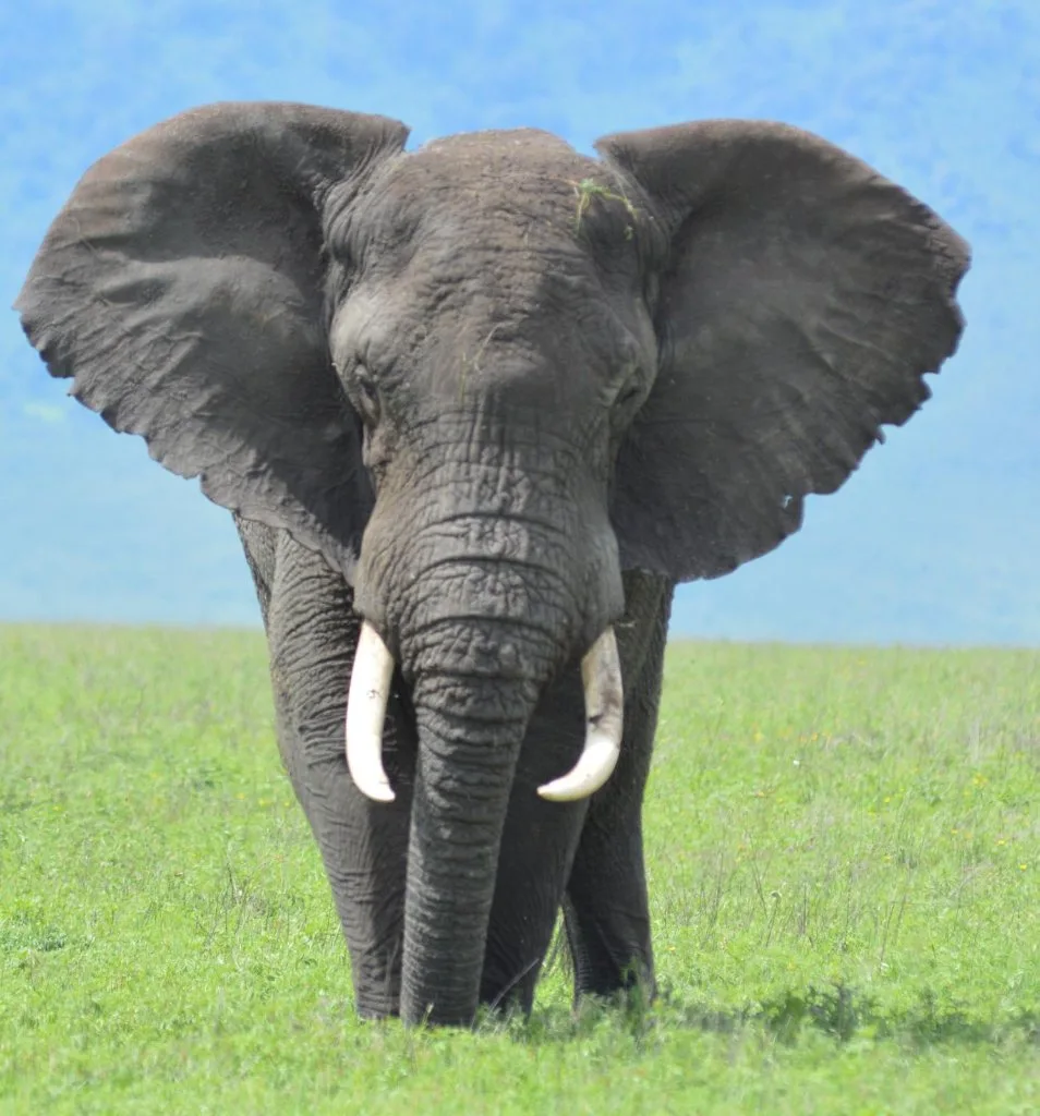 An elephant facing the camera