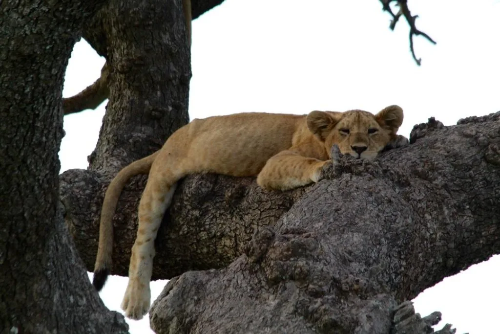 A lion resting high in a tree