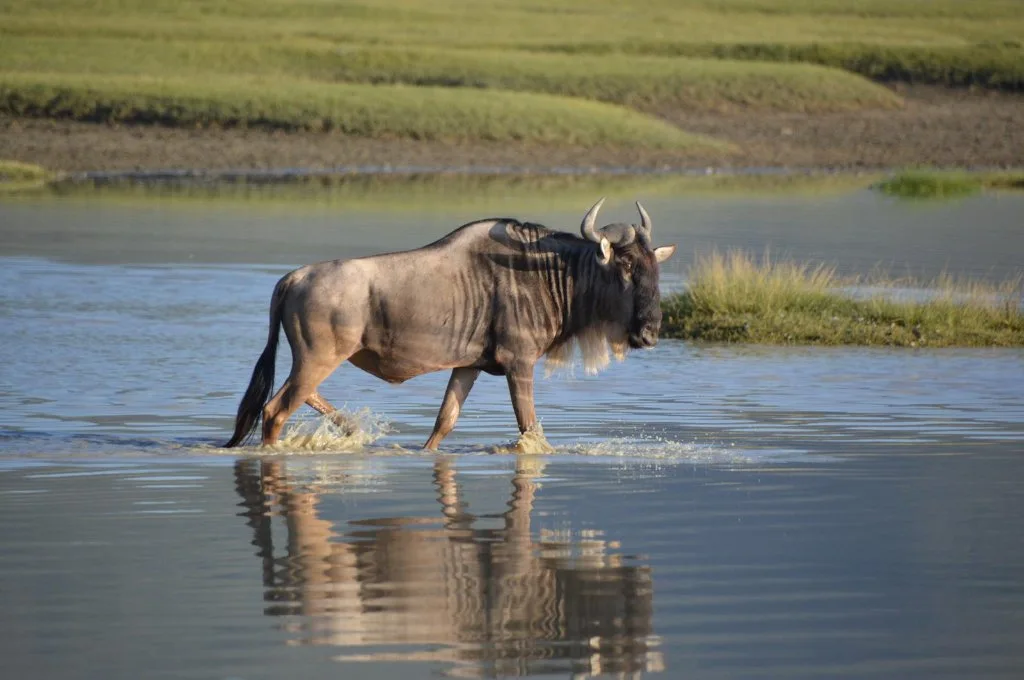 Wildebeest wading through shallow water