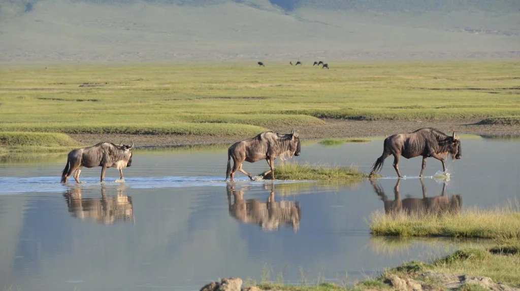 Wildebeest at a riverbank