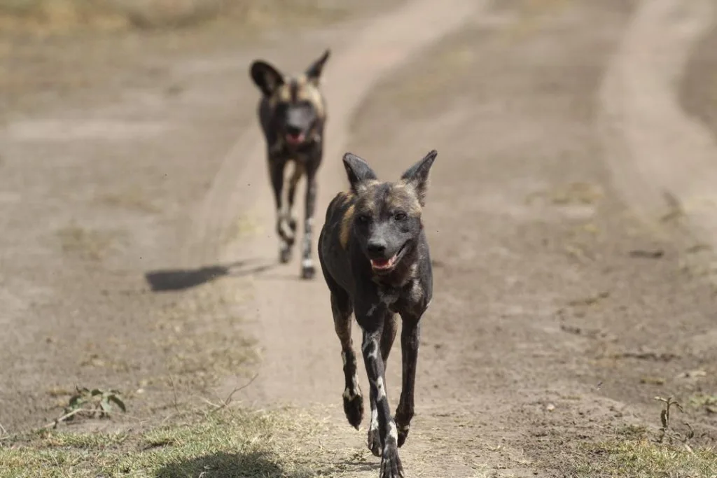 African wild dogs walking on a track