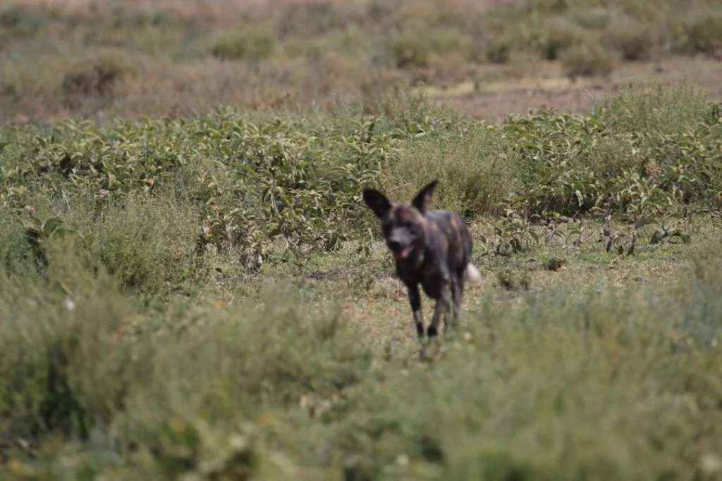An African wild dog in grassland