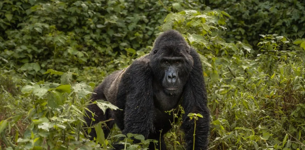 A mountain gorilla in dense forest