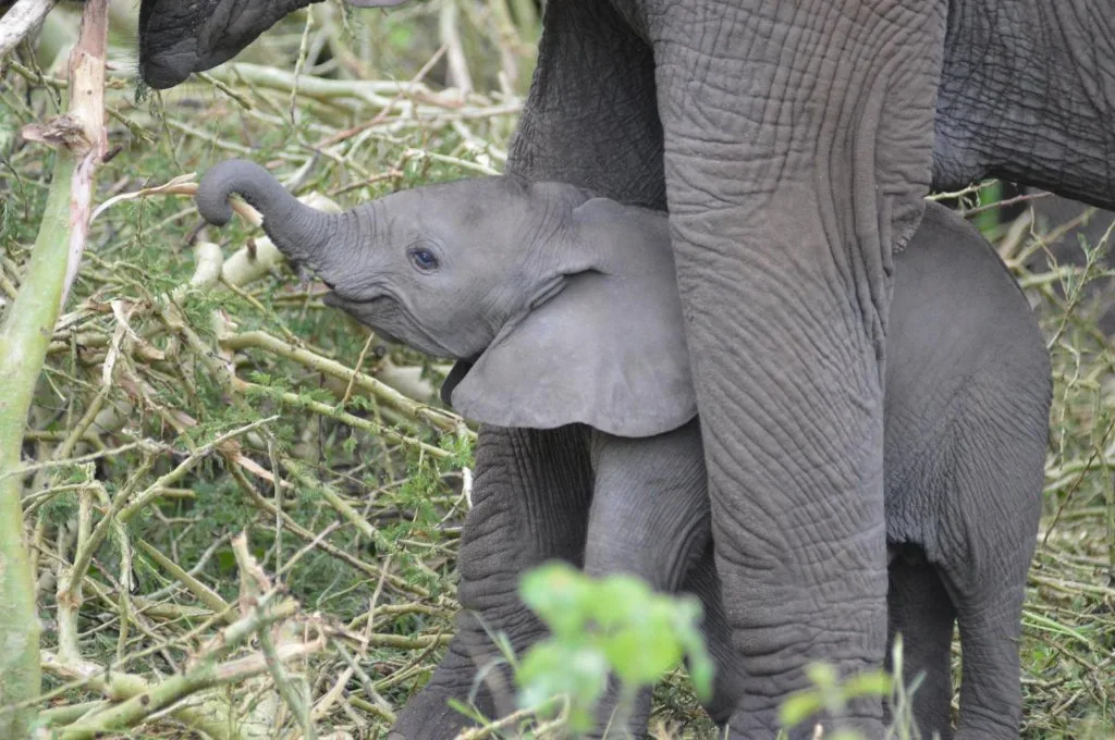 An elephant feeding from a tree