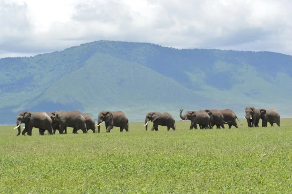 A herd of elephants in green foothills