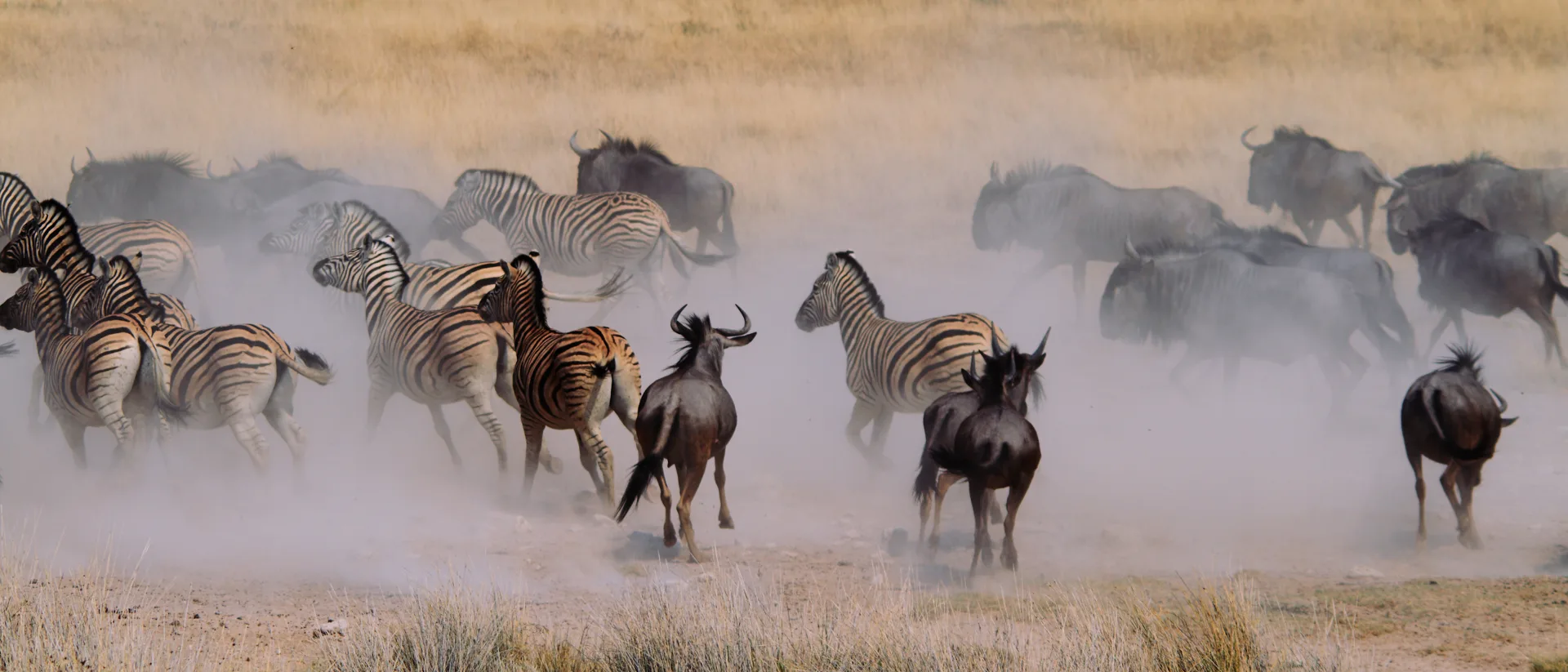 Wildlife and ecology in Tanzania