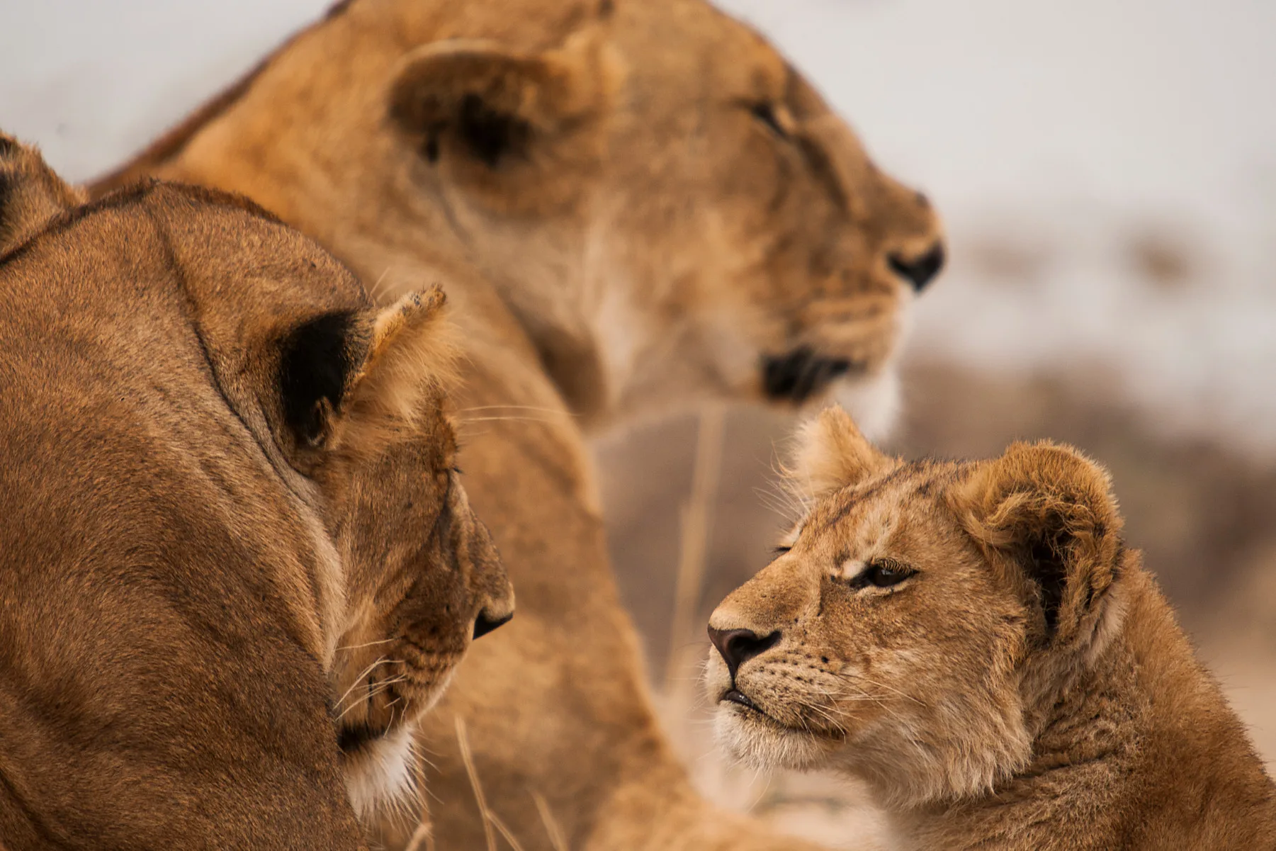 Family safari moments
