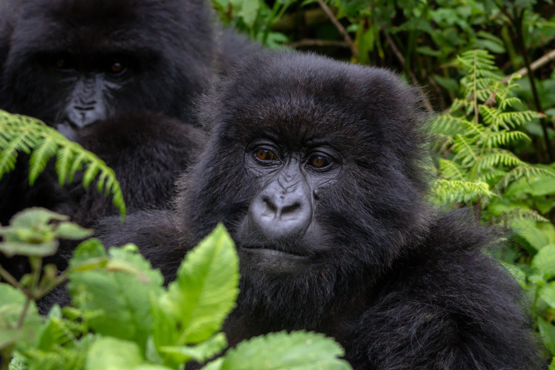 A mountain gorilla in the forest