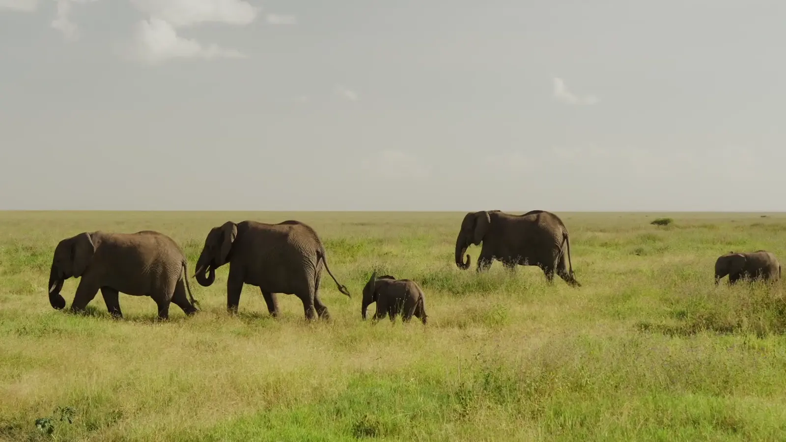 AT ONE East Africa homepage film