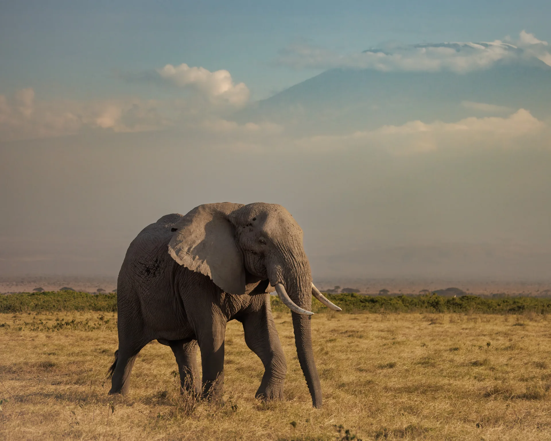 An elephant in Kenya